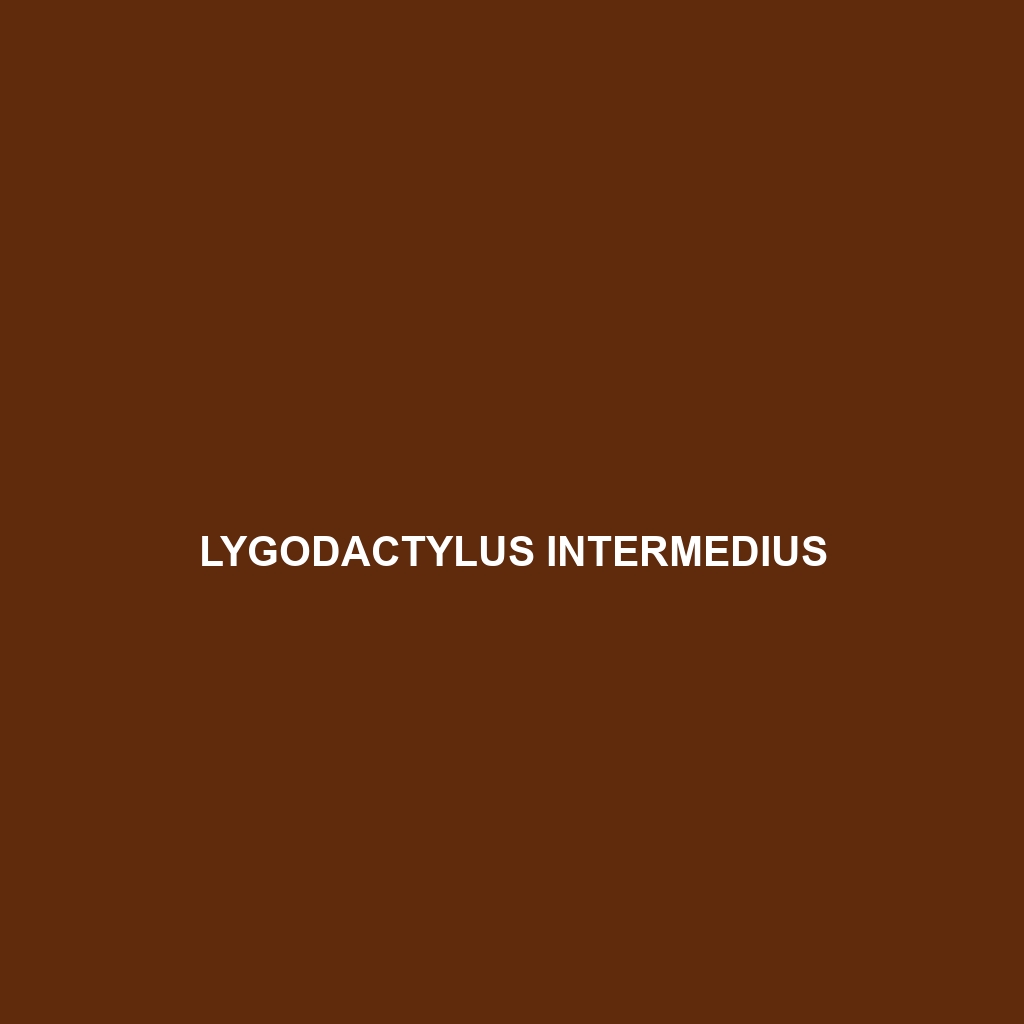 Lygodactylus intermedius