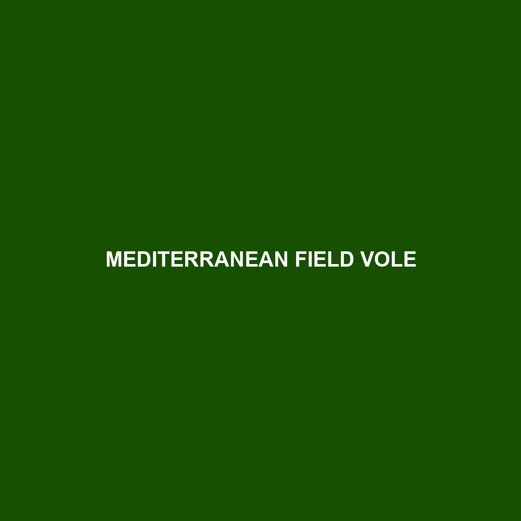 Mediterranean Field Vole