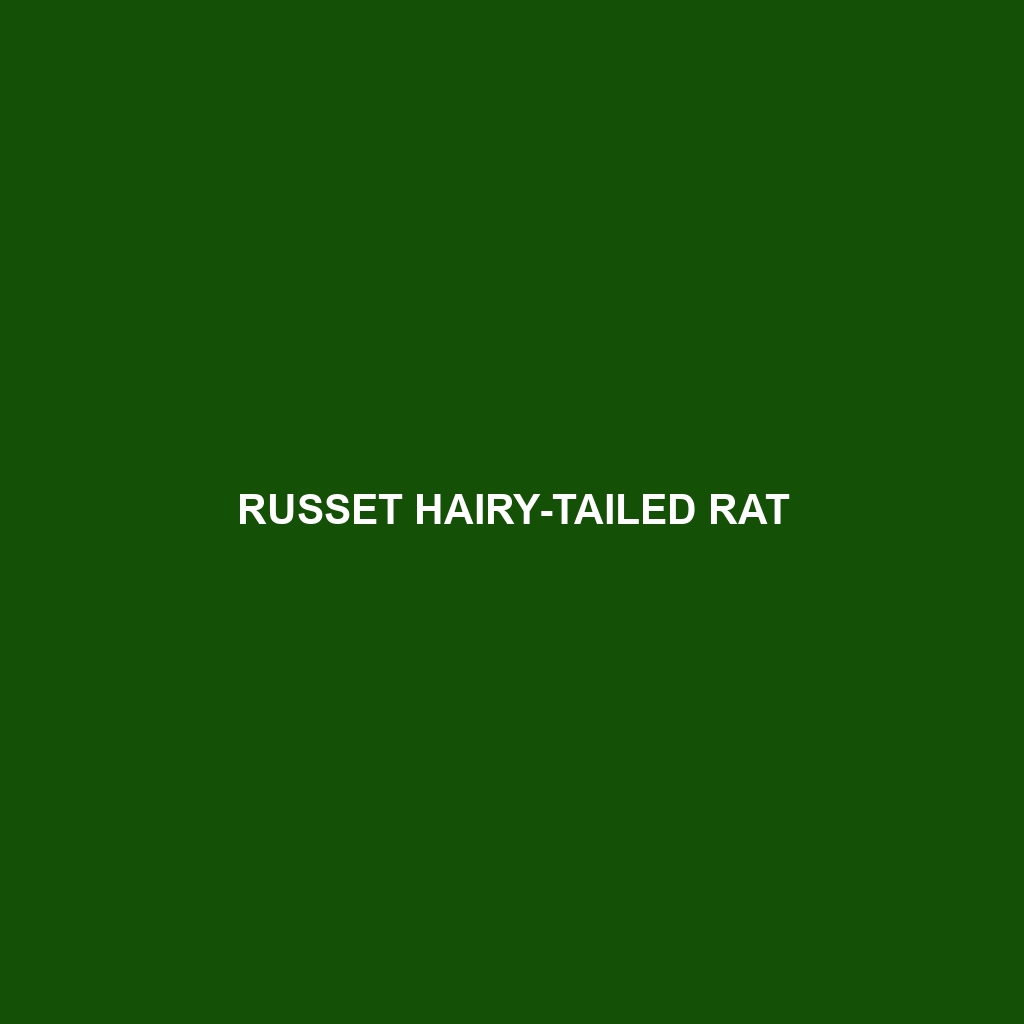 Russet Hairy-tailed Rat