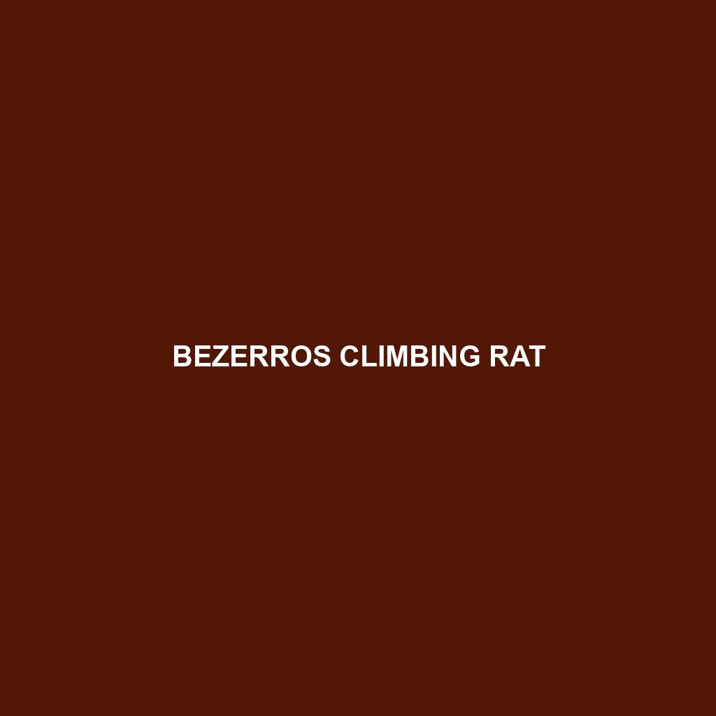 Bezerros Climbing Rat