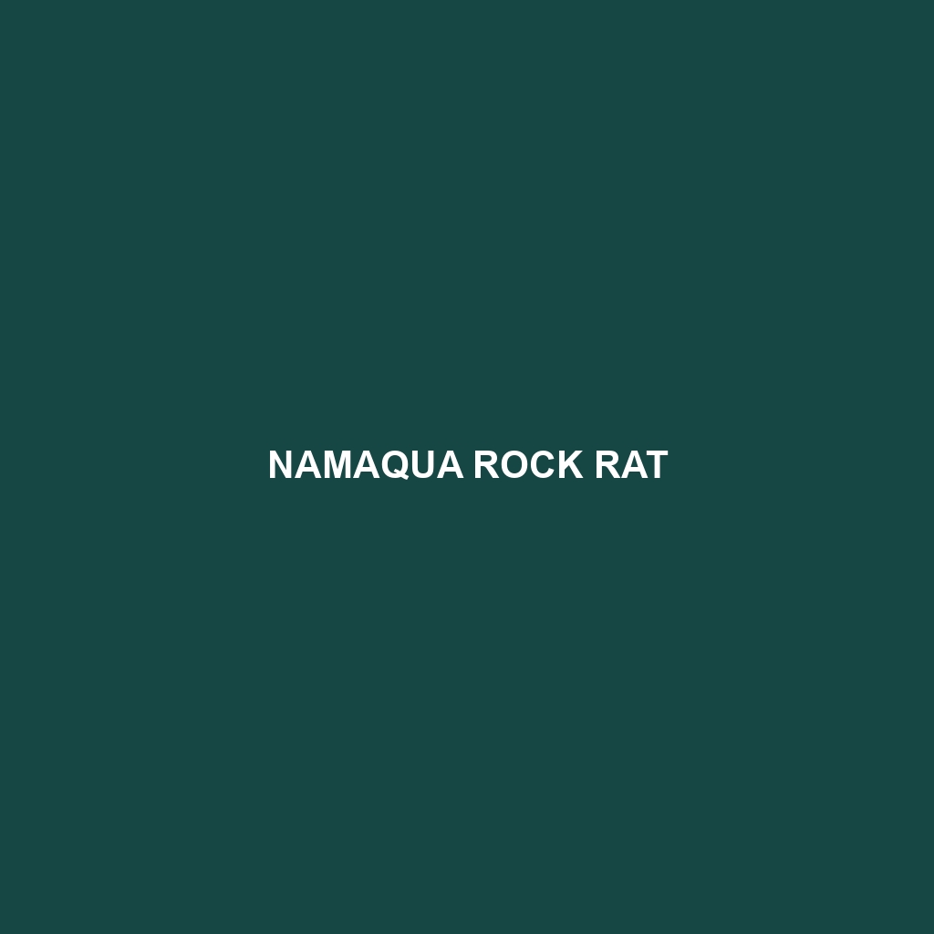 Namaqua Rock Rat