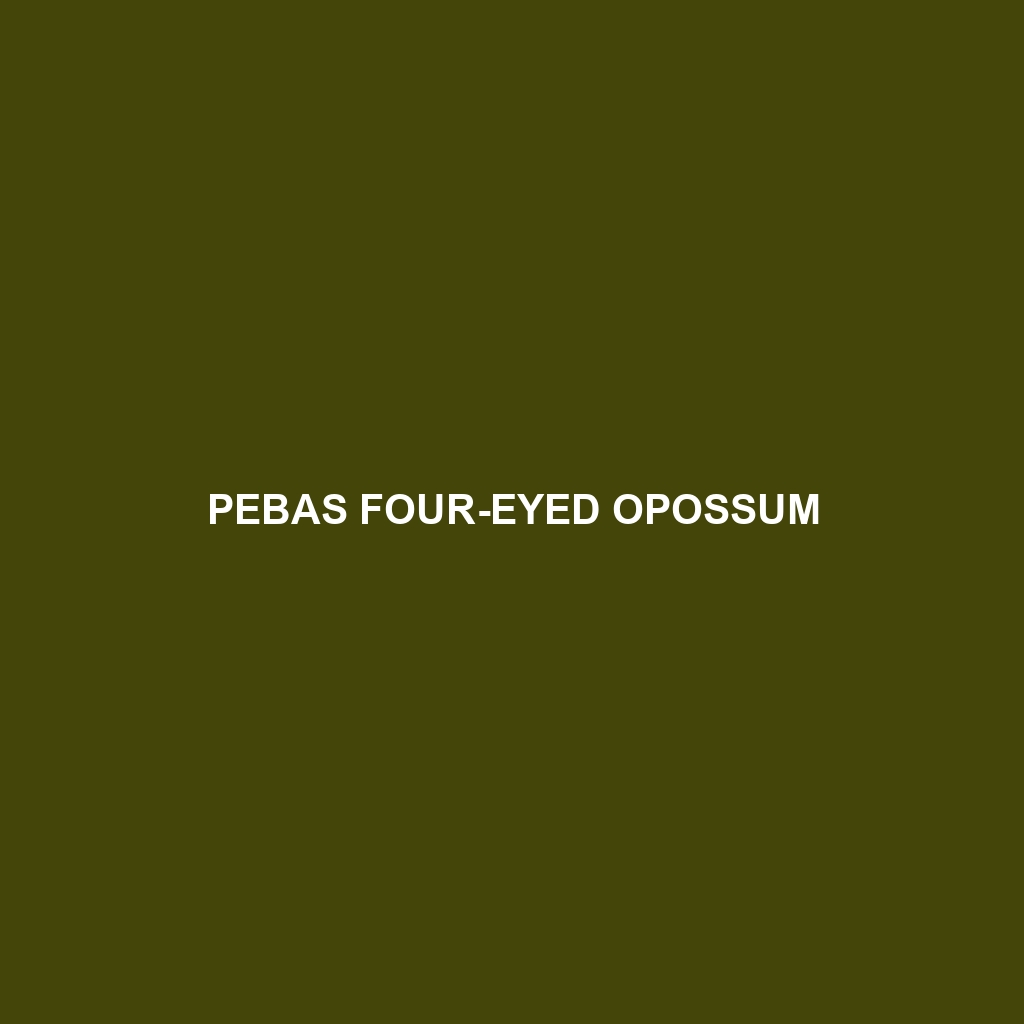 Pebas Four-eyed Opossum