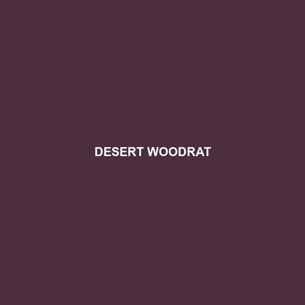 Desert Woodrat