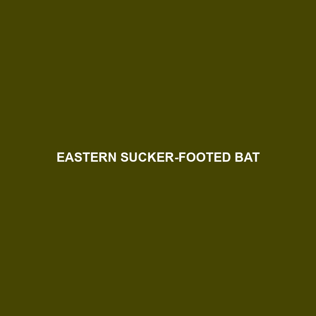 Eastern Sucker-footed Bat