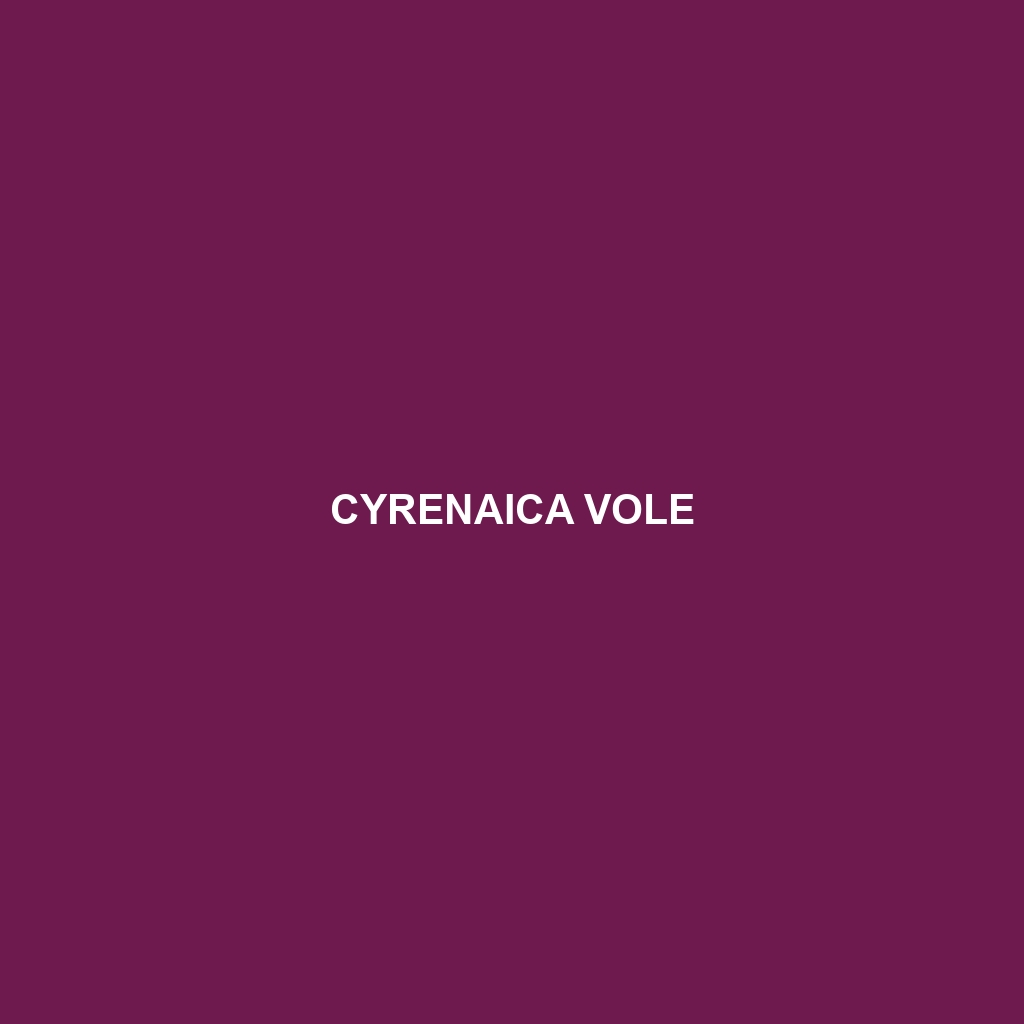 Cyrenaica Vole