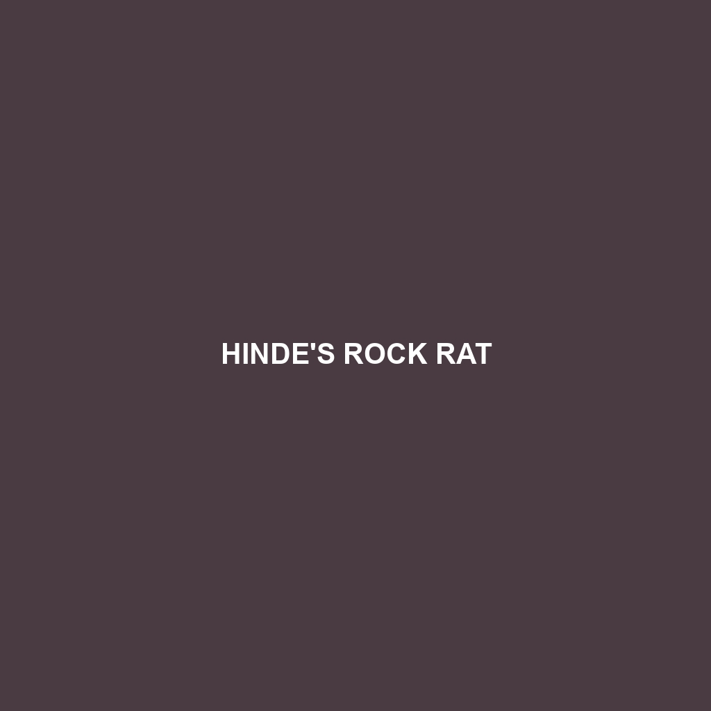 Hinde's Rock Rat