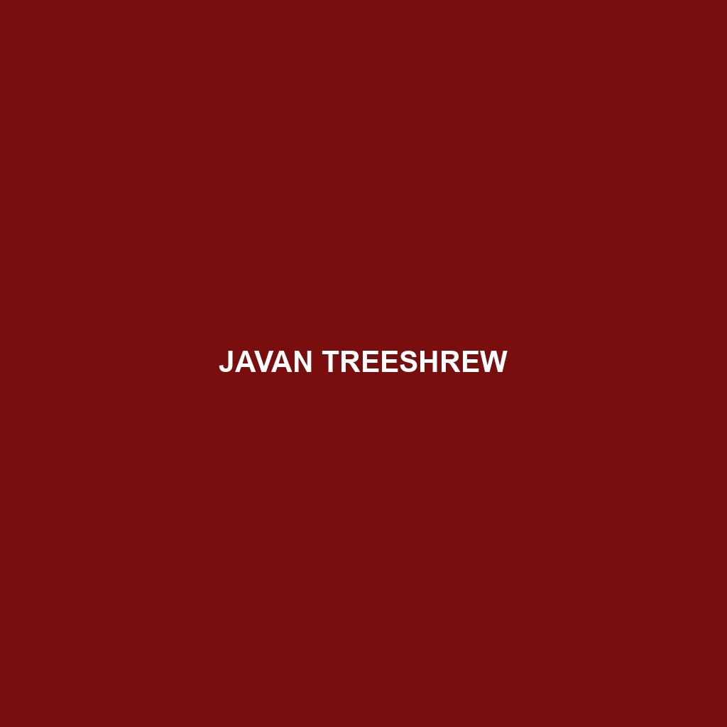 Javan Treeshrew