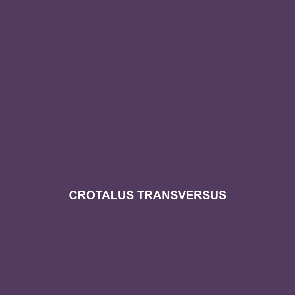 Crotalus transversus