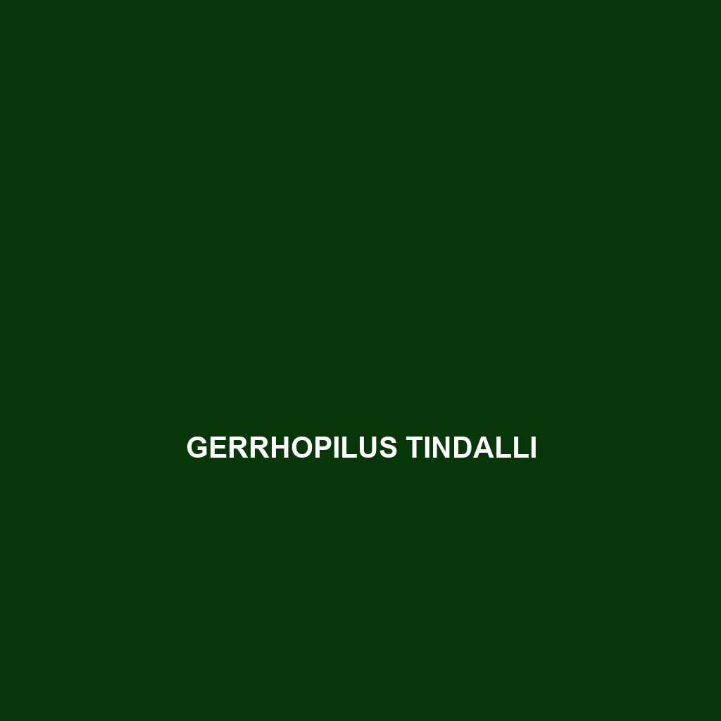 Gerrhopilus tindalli