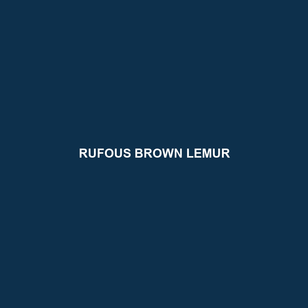 Rufous Brown Lemur