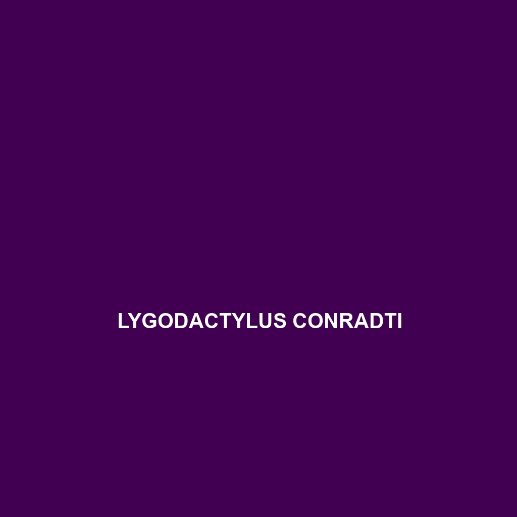 Lygodactylus conradti