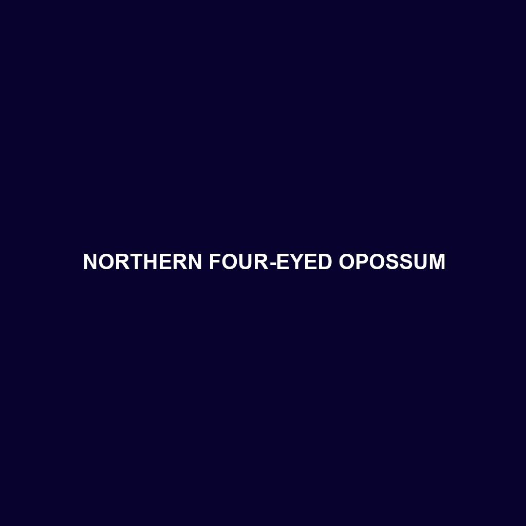 Northern Four-eyed Opossum