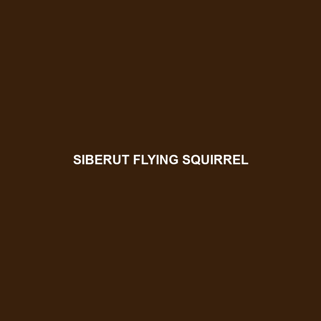 Siberut Flying Squirrel