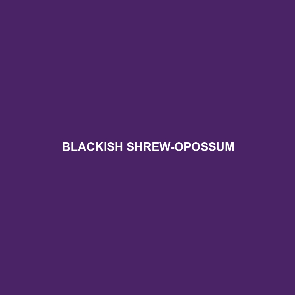 Blackish Shrew-opossum