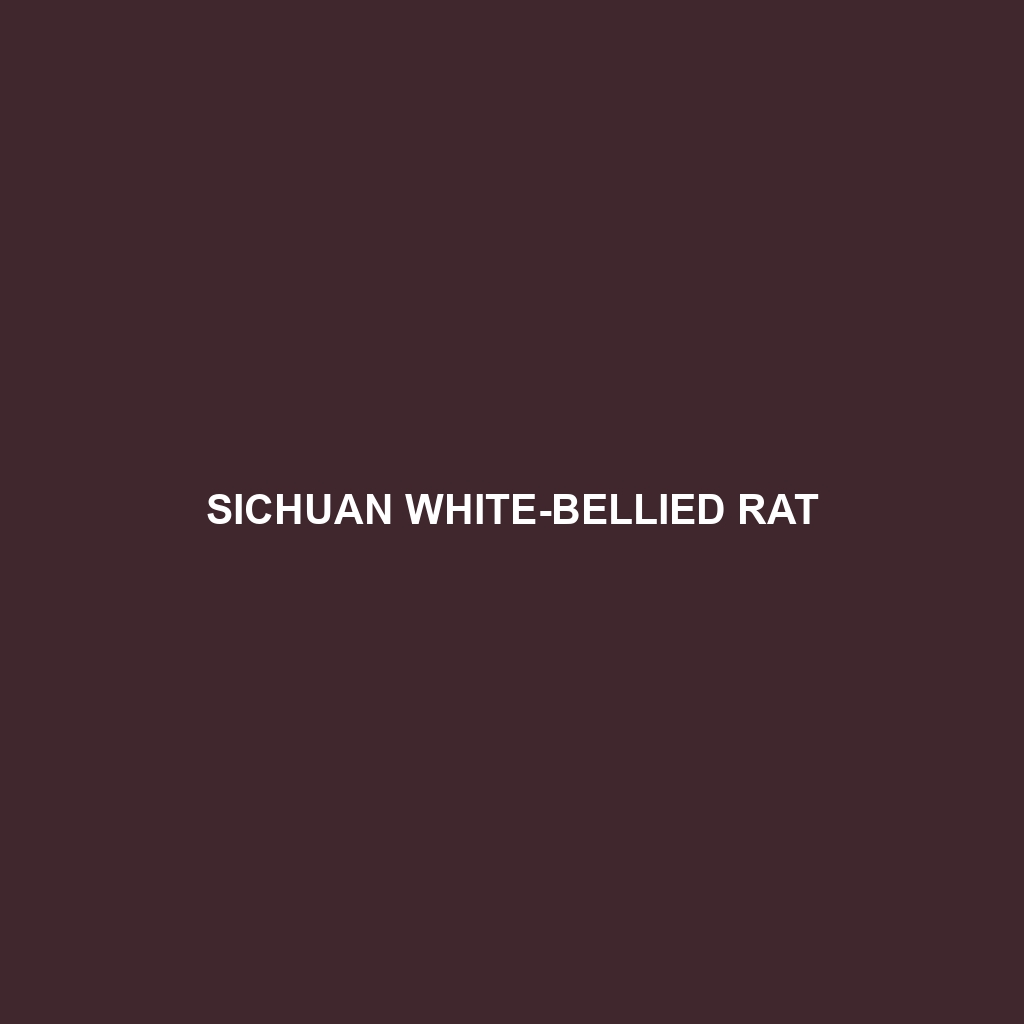 Sichuan White-bellied Rat