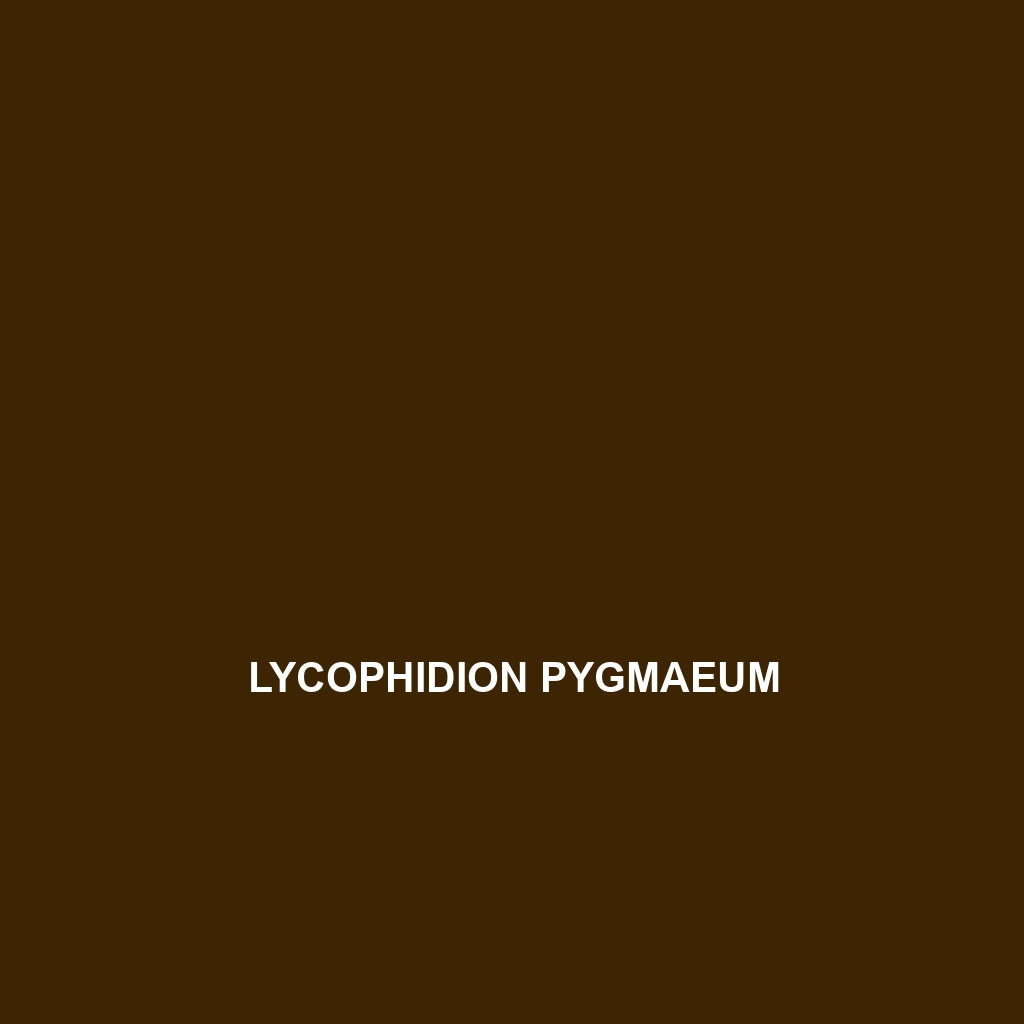 Lycophidion pembanum