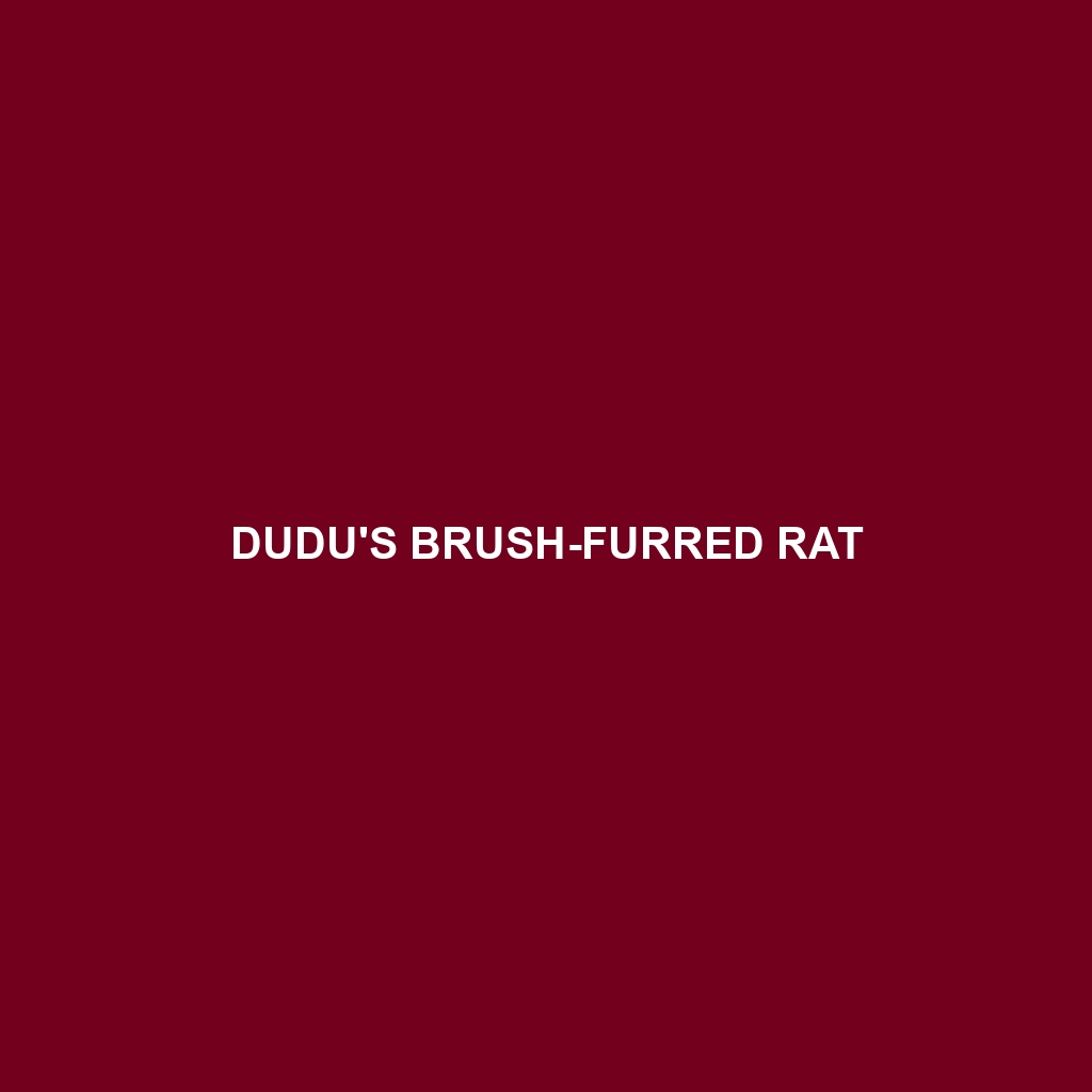 Dudu's Brush-furred Rat