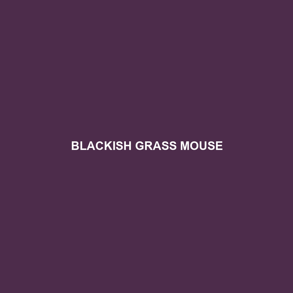 Blackish Grass Mouse