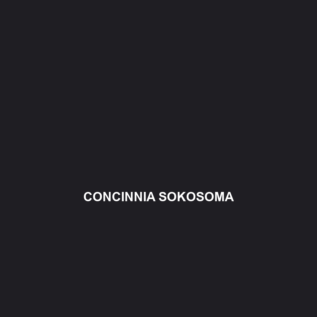 Concinnia sokosoma