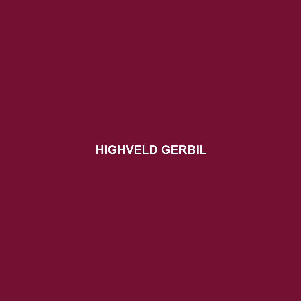 Highveld Gerbil