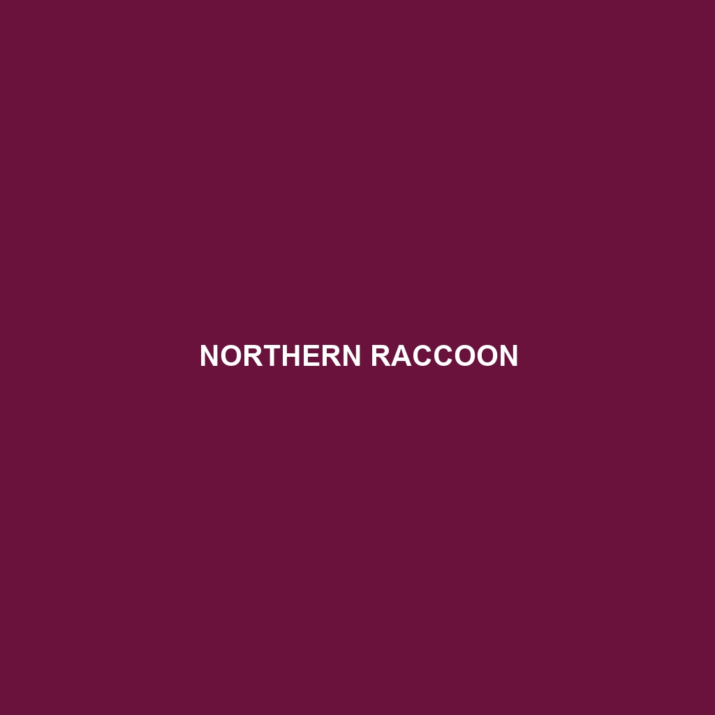 Northern Raccoon