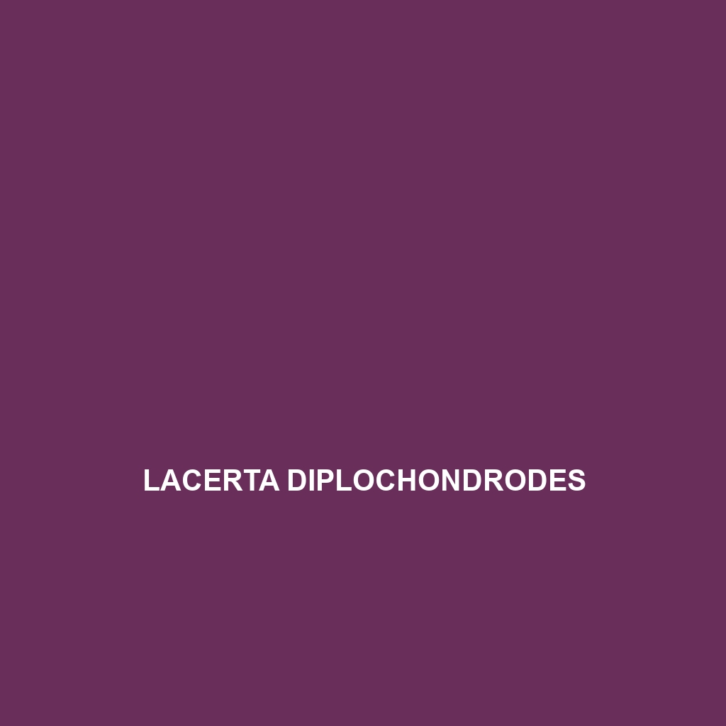 Lacerta diplochondrodes