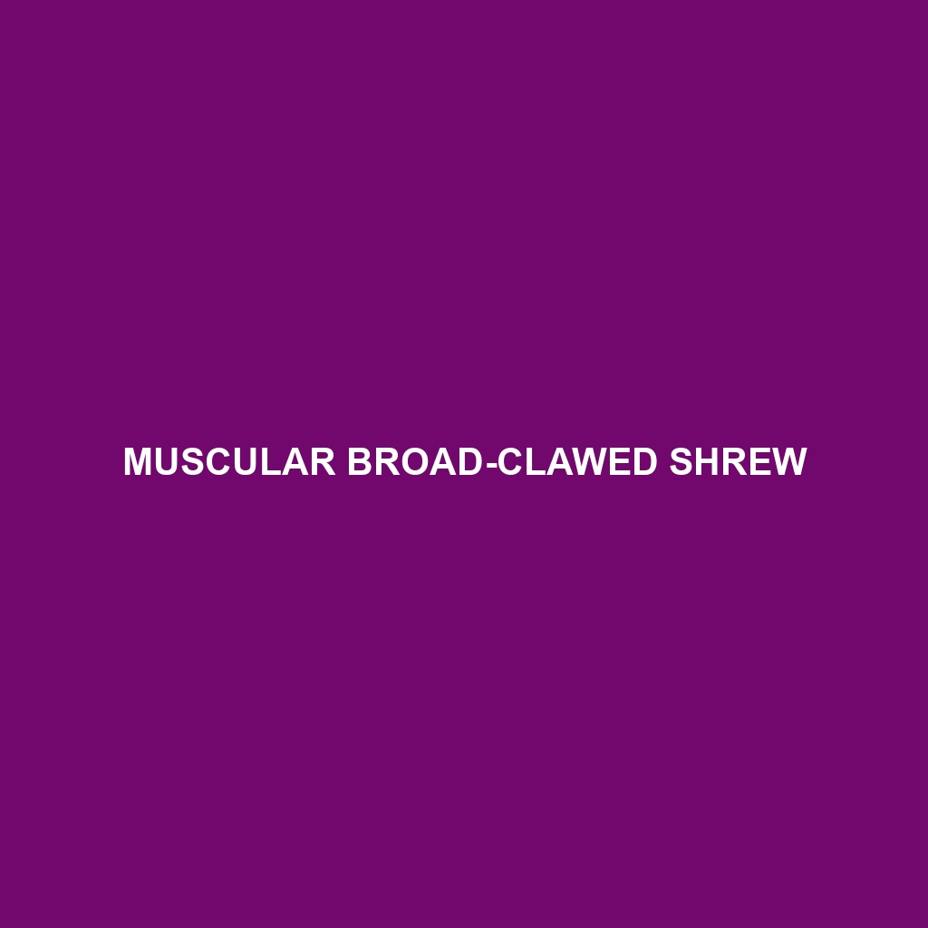 Muscular Broad-clawed Shrew