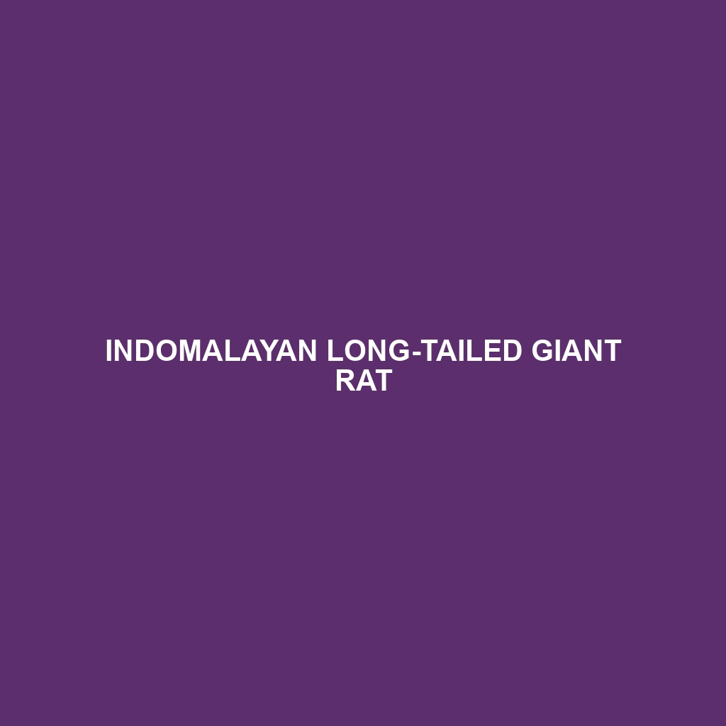 Indomalayan Long-tailed Giant Rat