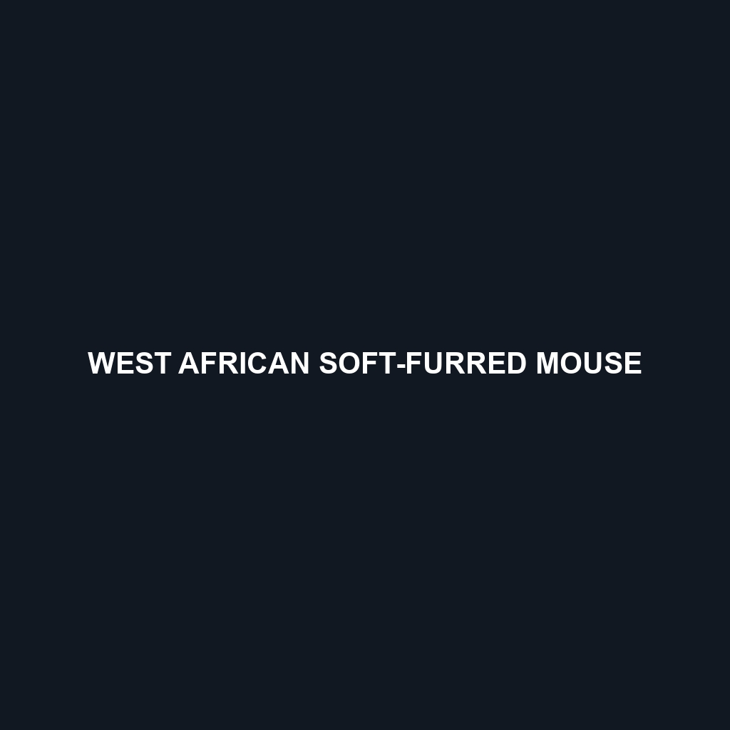 West African Soft-furred Mouse