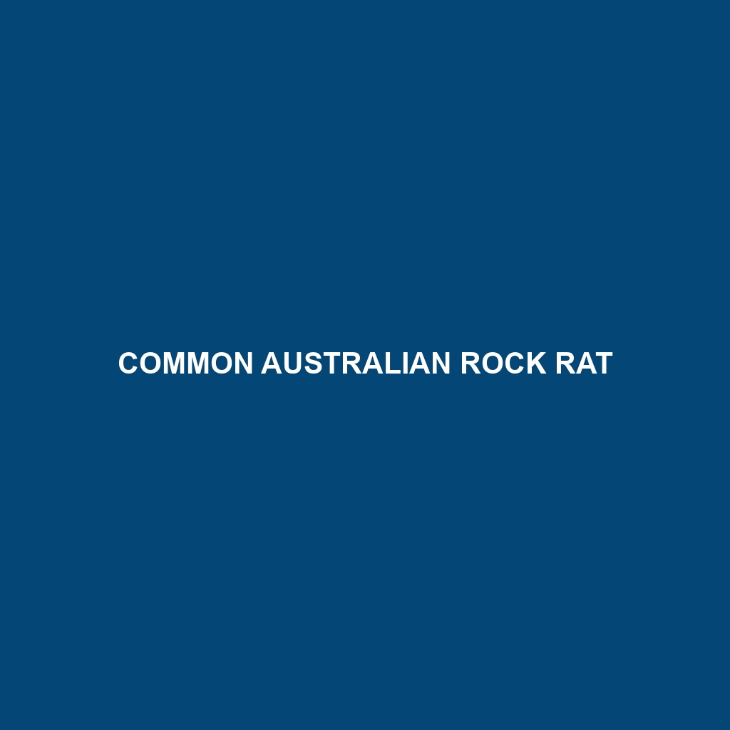 Common Australian Rock Rat