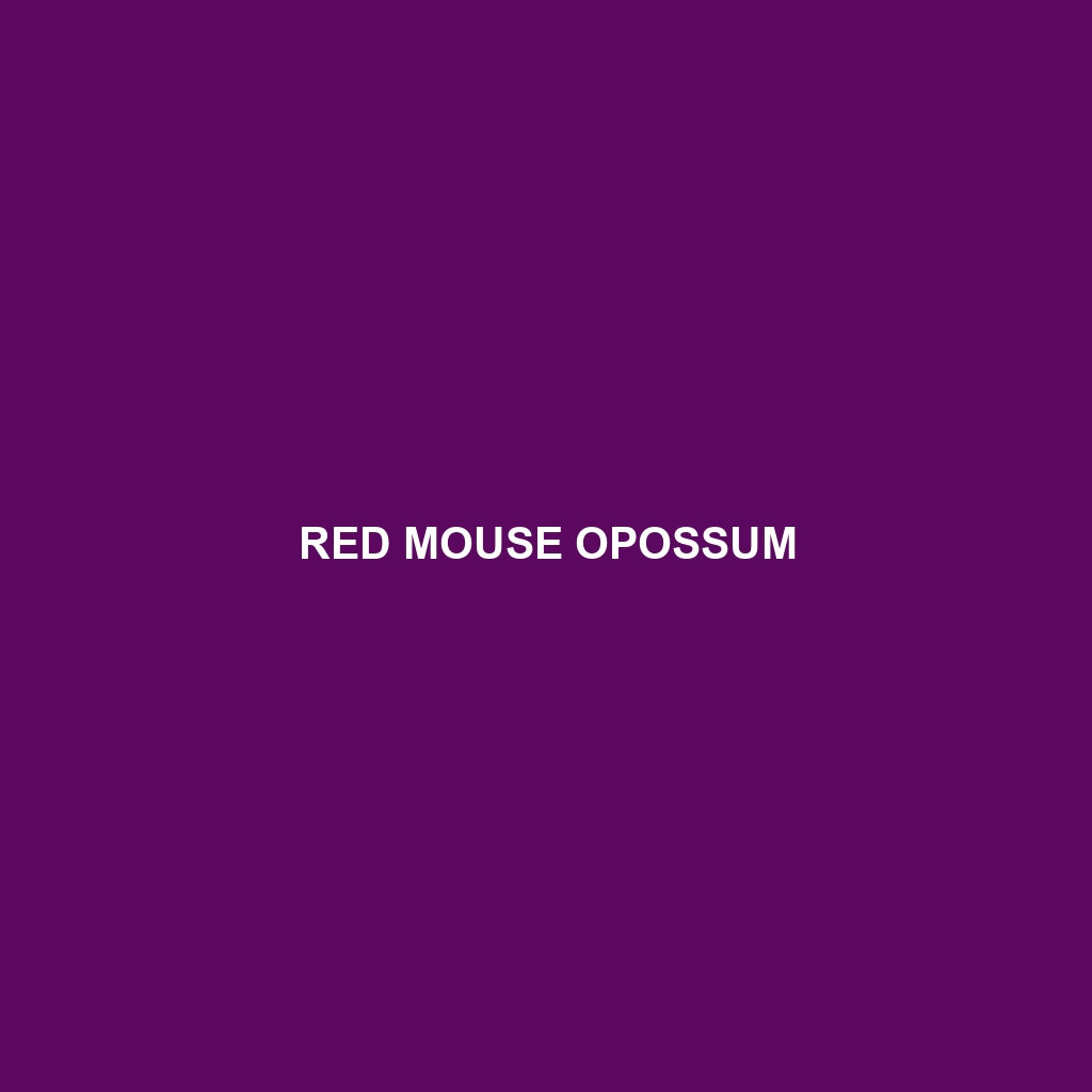 Red Mouse Opossum