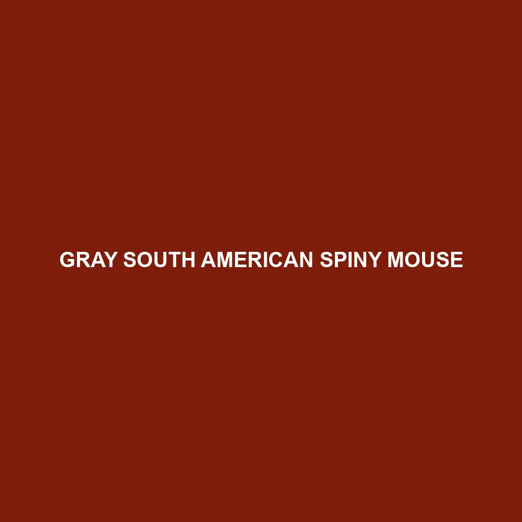 Gray South American Spiny Mouse