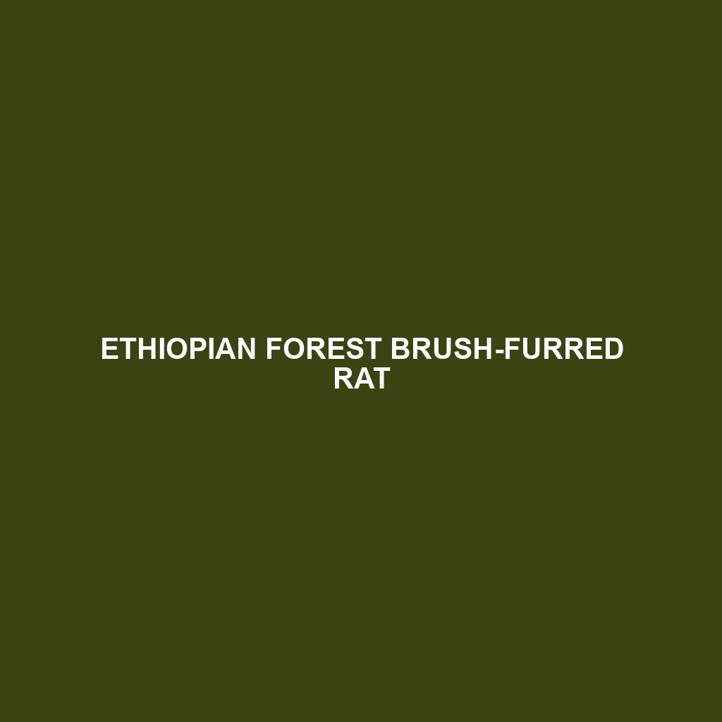 Ethiopian Forest Brush-furred Rat