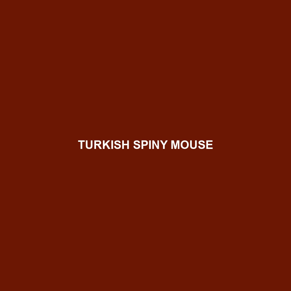 Turkish Spiny Mouse