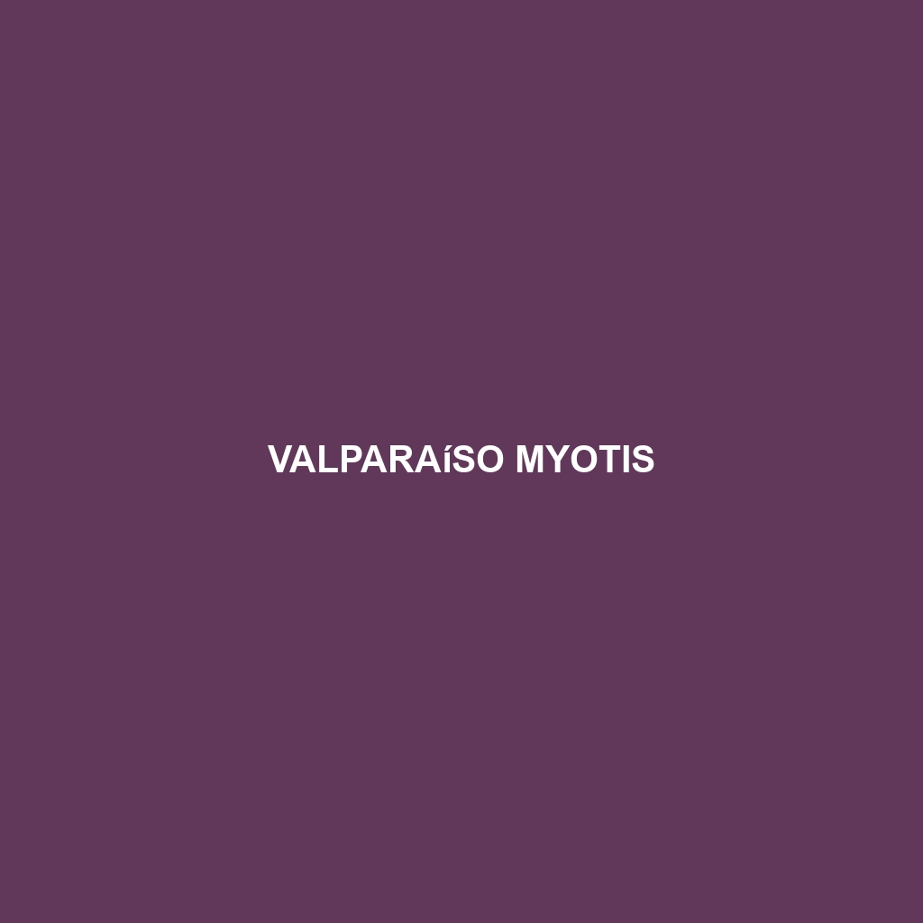 Valparaíso Myotis