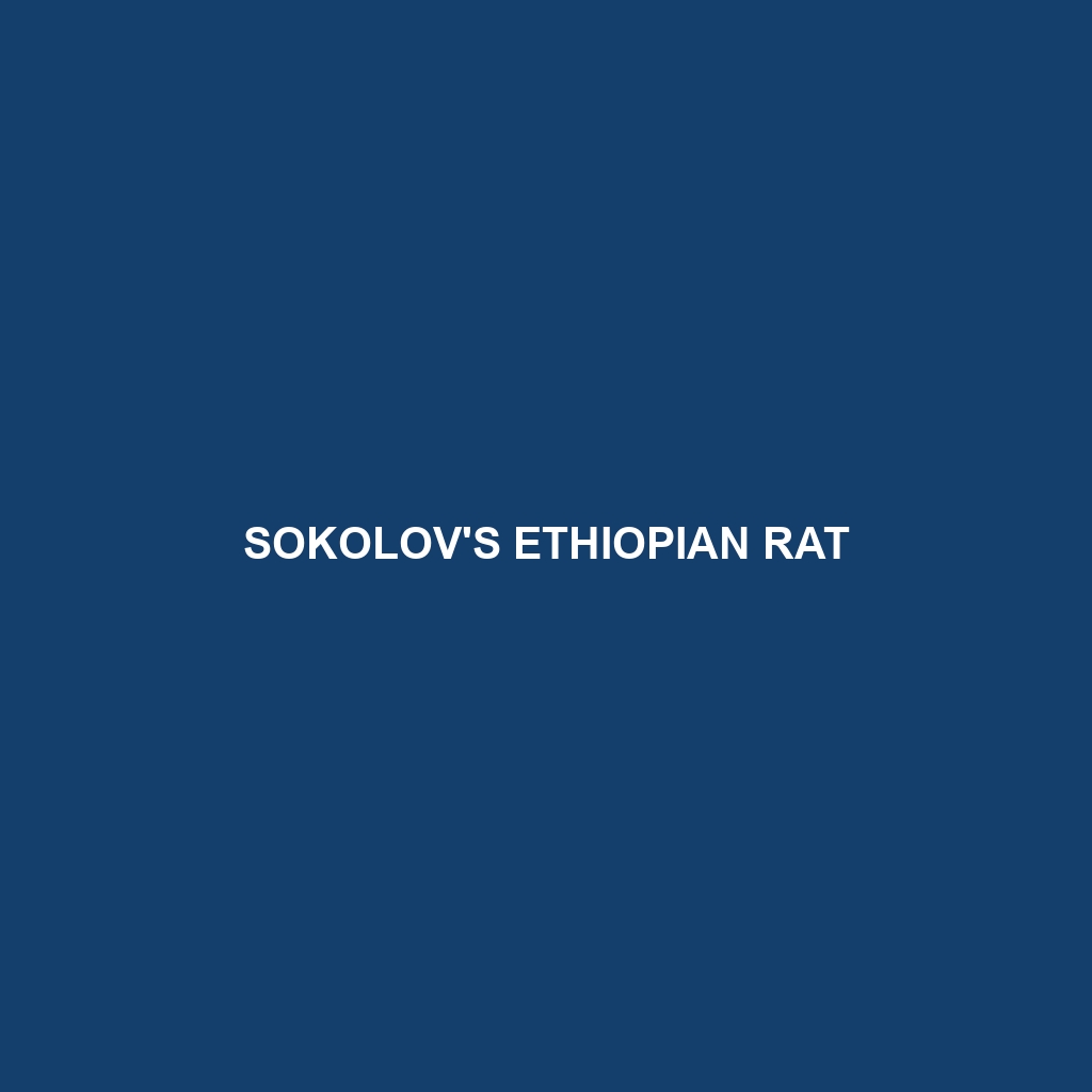 Sokolov's Ethiopian Rat