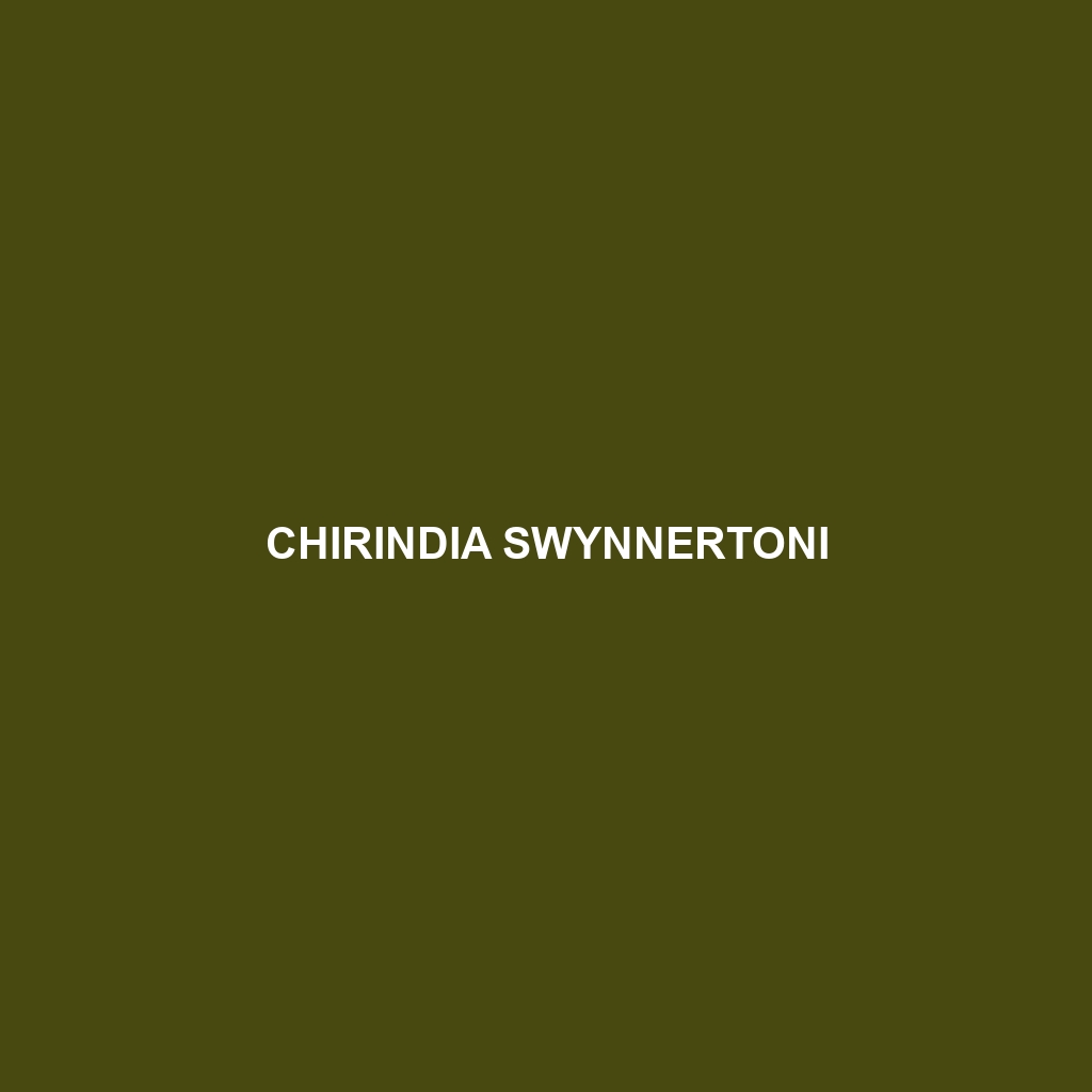 Chirindia swynnertoni