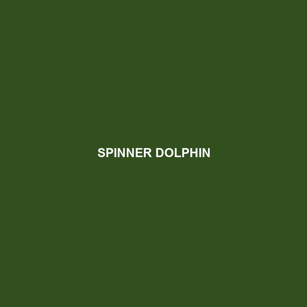 Spinner Dolphin