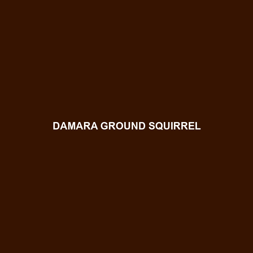 Damara Ground Squirrel