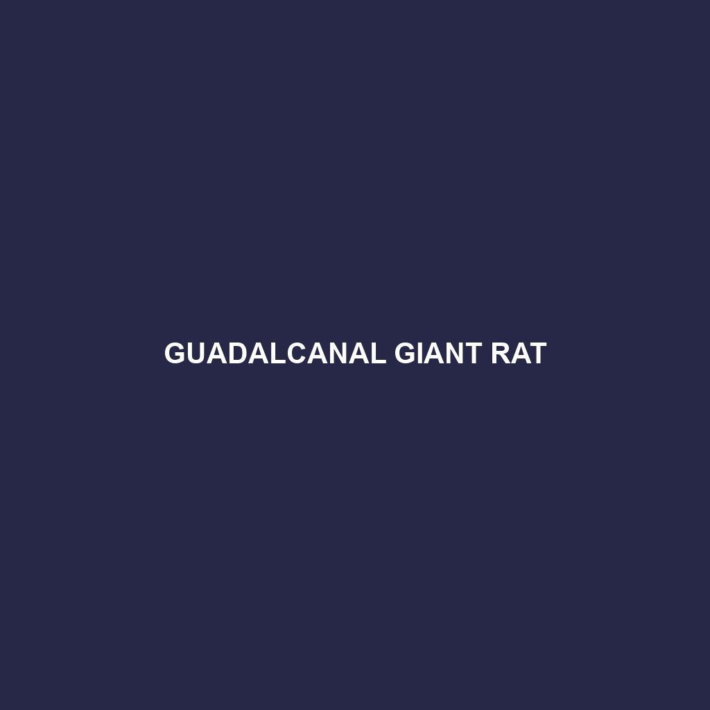 Guadalcanal Giant Rat