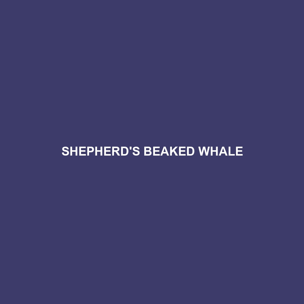 Shepherd's Beaked Whale