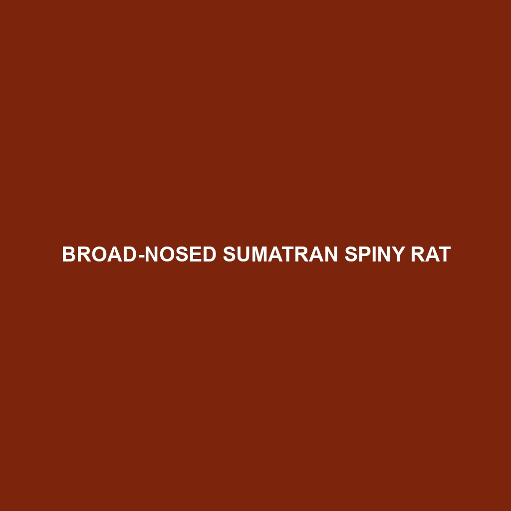 Broad-nosed Sumatran Spiny Rat