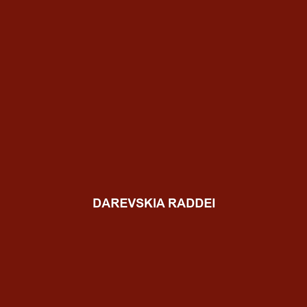 Darevskia raddei