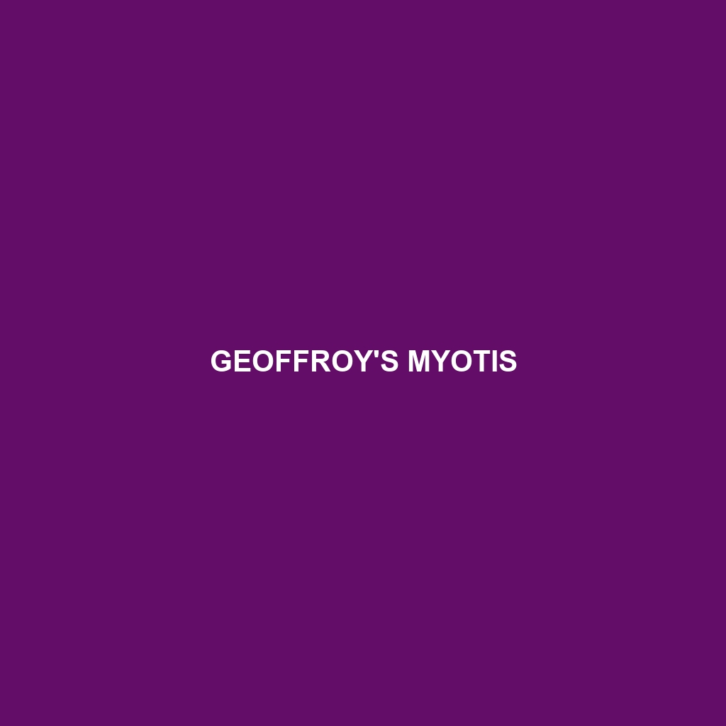 Geoffroy's Myotis