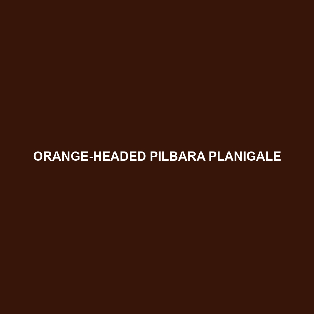 Orange-headed Pilbara Planigale