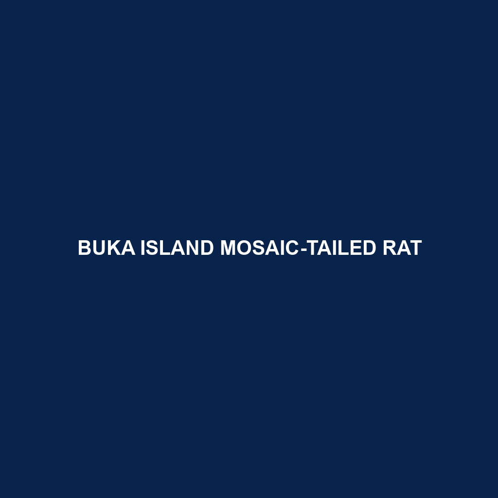 Buka Island Mosaic-tailed Rat