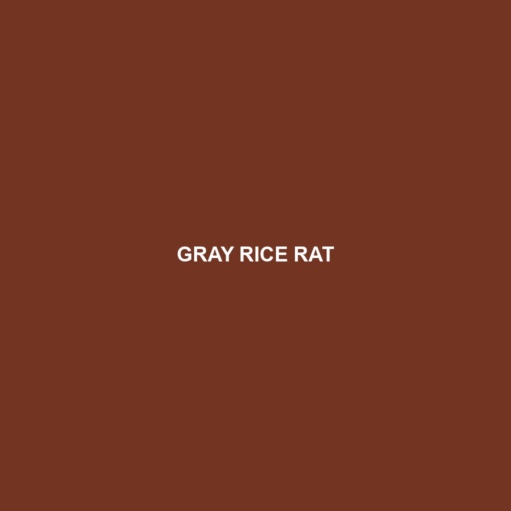 Gray Rice Rat