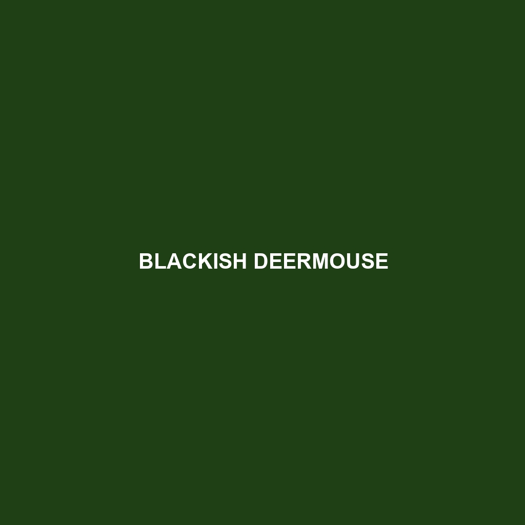 Blackish Deermouse