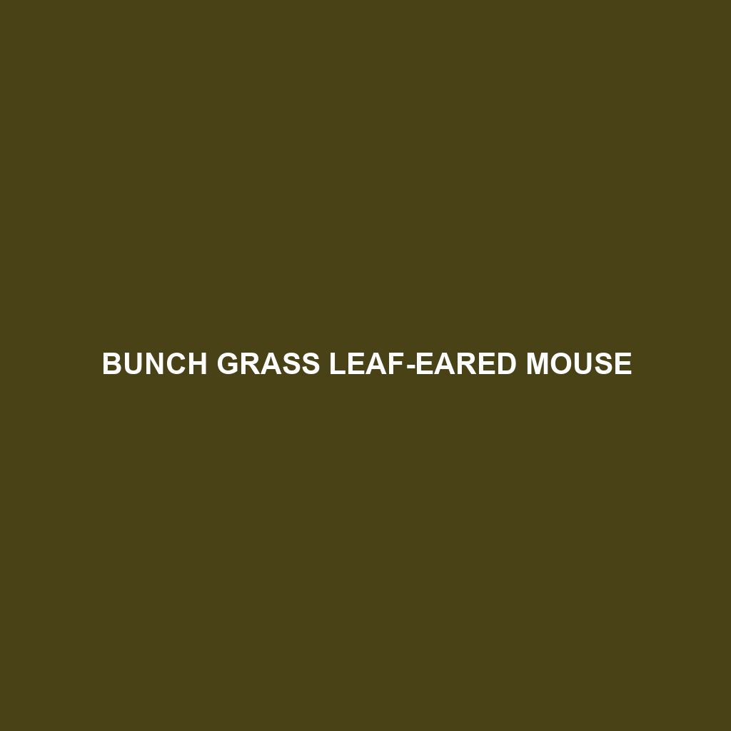 Bunch Grass Leaf-eared Mouse