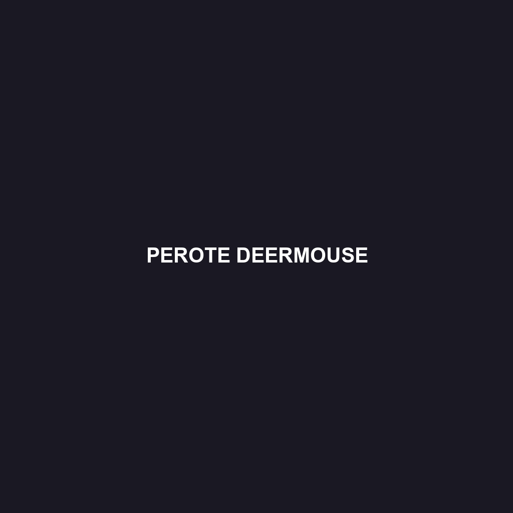 Perote Deermouse